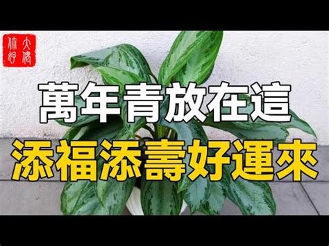 龍柏避邪|種龍柏招貴人？玄學專家告訴你